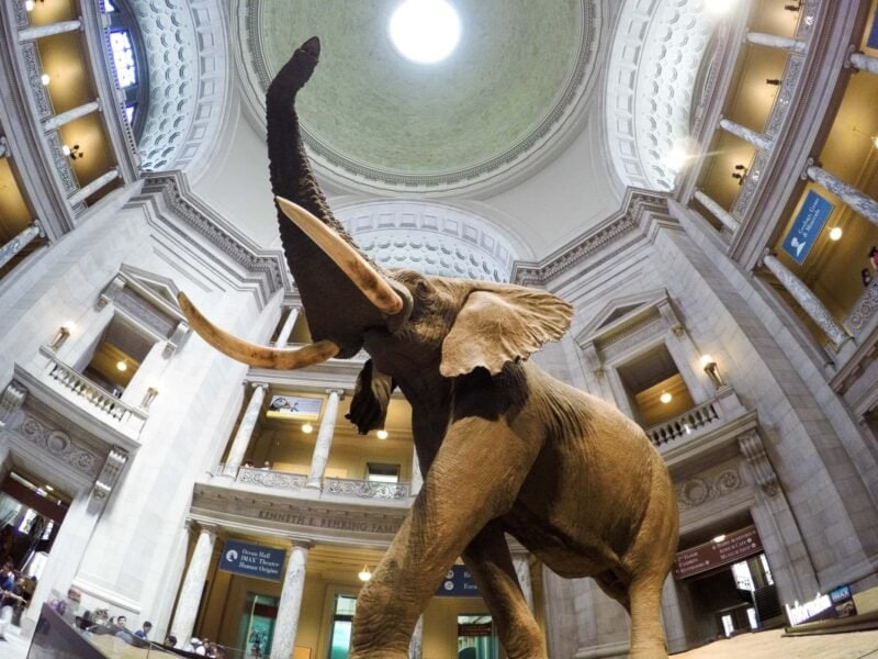 Taxidermy elephant with raised trunk beneath the ornate domed rotunda of a Smithsonian museum hall