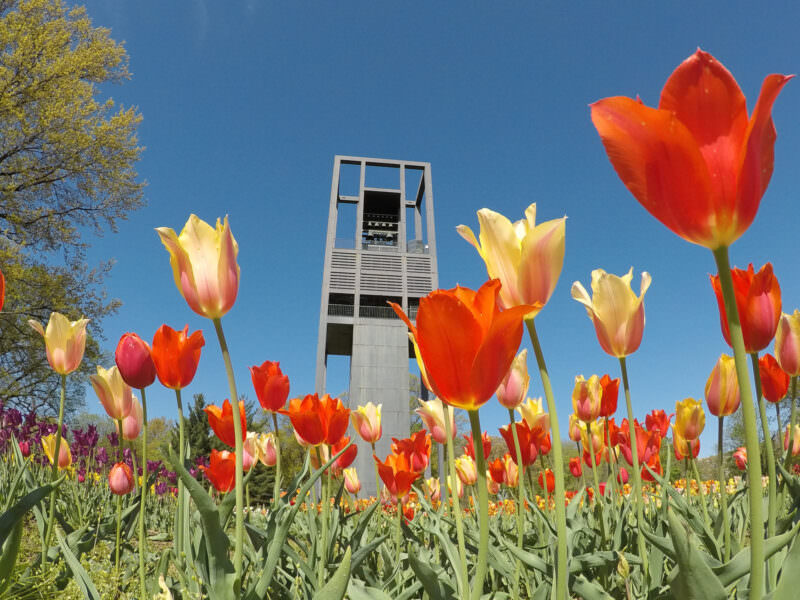 Red and yellow tulips in bloom with the Netherlands Carillon tower rising against a blue sky