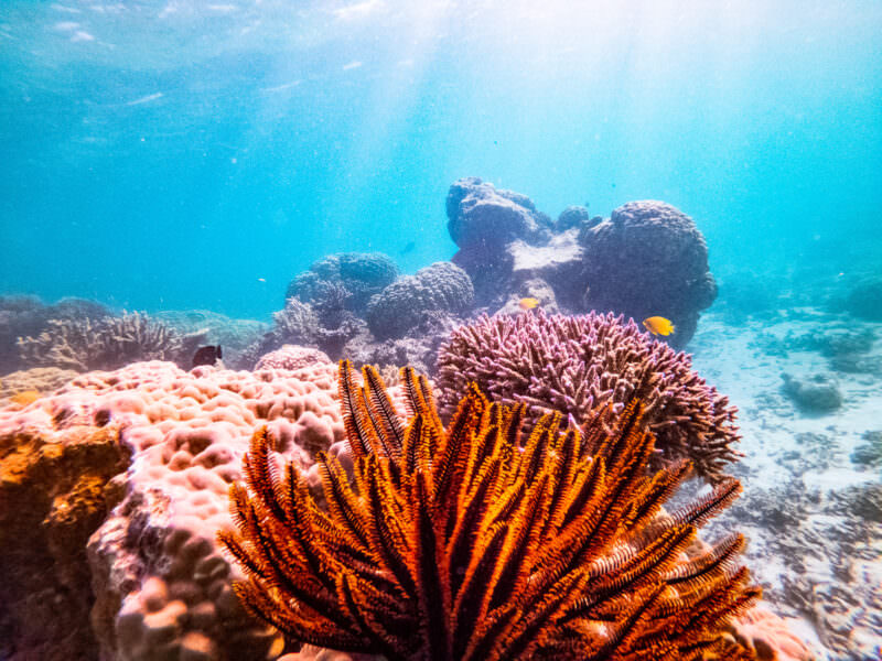 Underwater coral reef scene with sunlight beams and scattered fish over rock formations