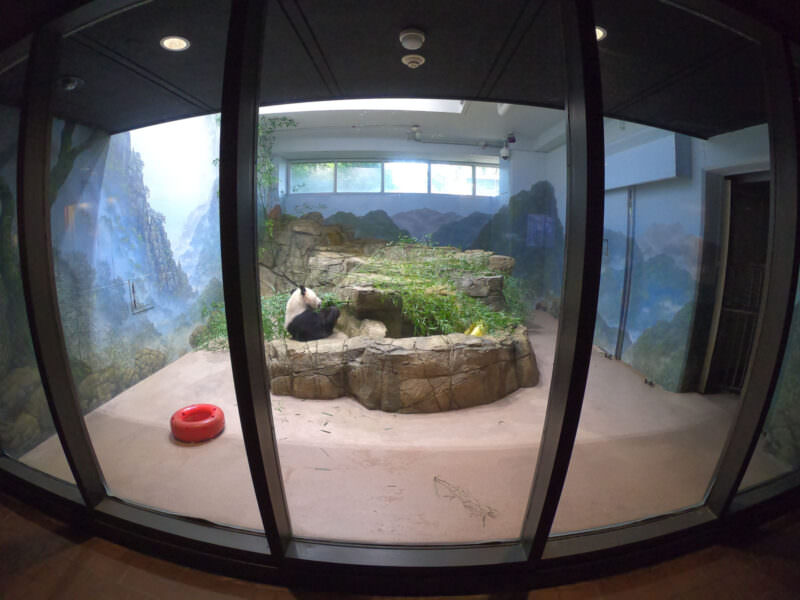 Can You Zoom In on a GoPro? Here's How It Actually Works