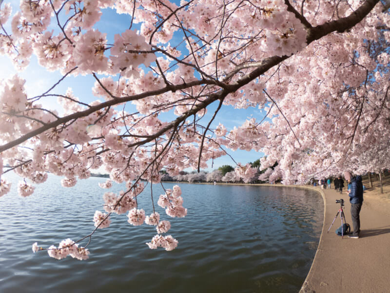 Pink cherry blossom branches framing the Tidal Basin with a photographer at the water's edge in Washington DC