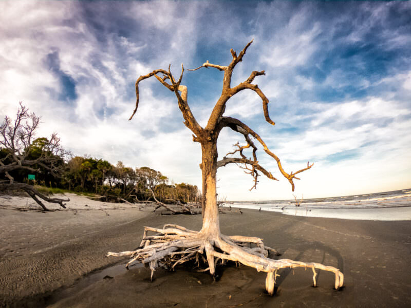 Bare bleached tree trunk with sprawling roots on a driftwood beach in South Carolina under a cloudy sky