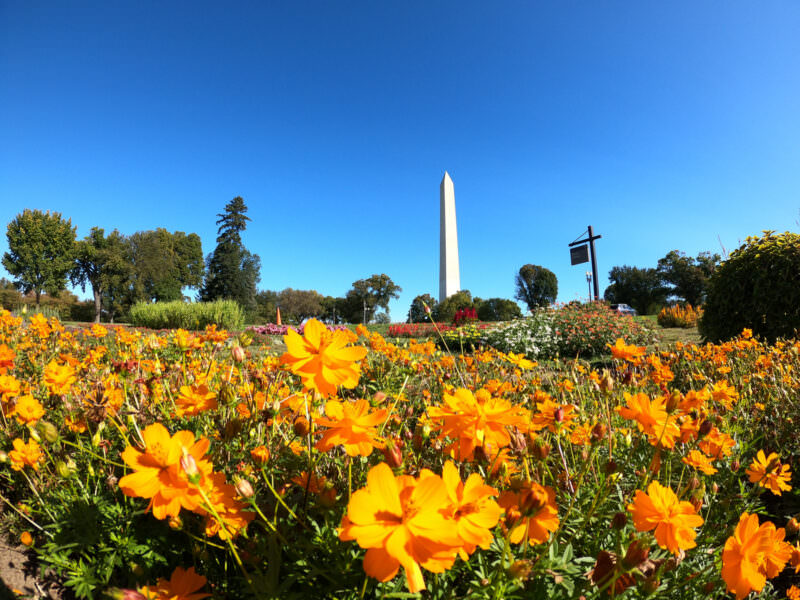 Washington Monument beyond a bed of orange cosmos flowers, sample shot from the GoPro HERO8 Black's 12MP sensor