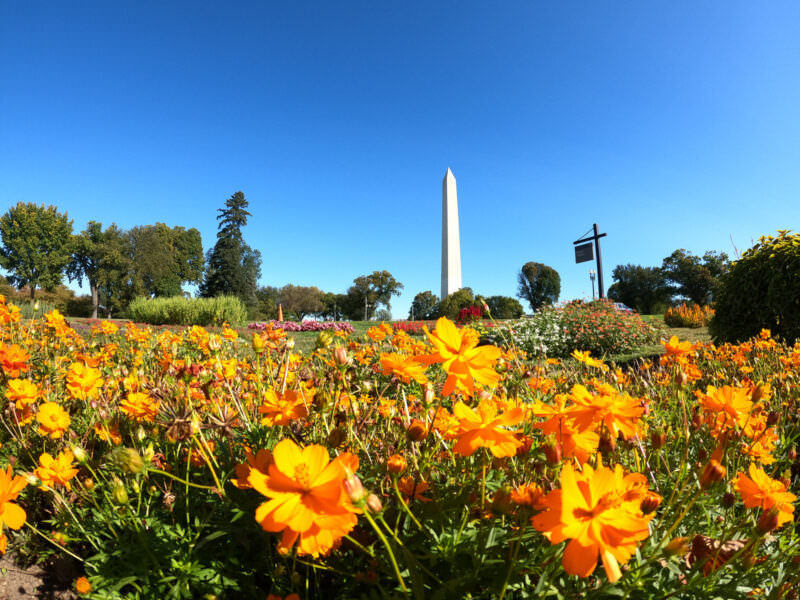 Washington Monument framed by orange cosmos flowers, sample shot from the GoPro HERO9 Black's 20MP sensor