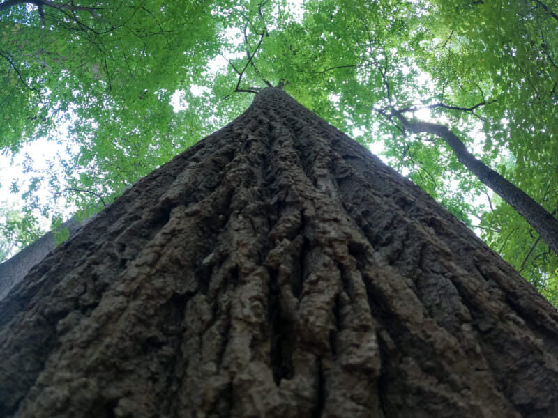 GoPro HERO9 Black Photo