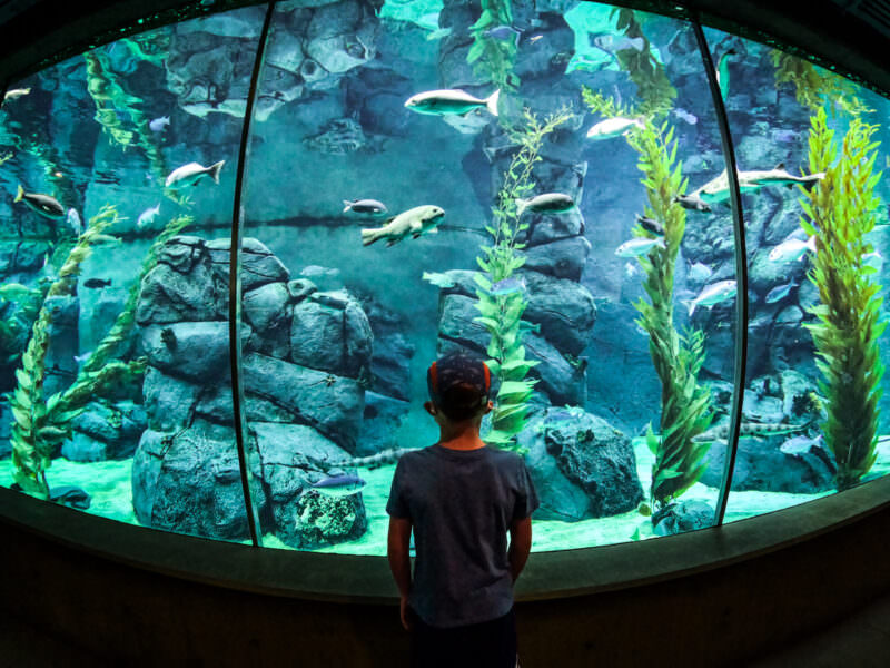 Boy viewing a large aquarium tank filled with fish and kelp through a curved glass window