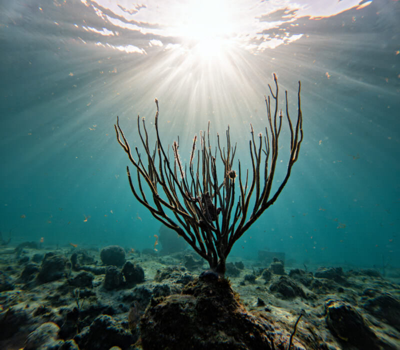 Branching sea whip coral silhouetted against sunbeams streaming through the ocean surface