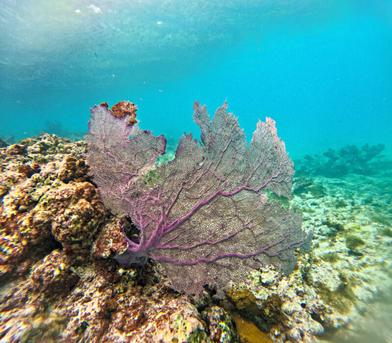 Purple sea fan coral spreading across a reef in clear blue underwater light