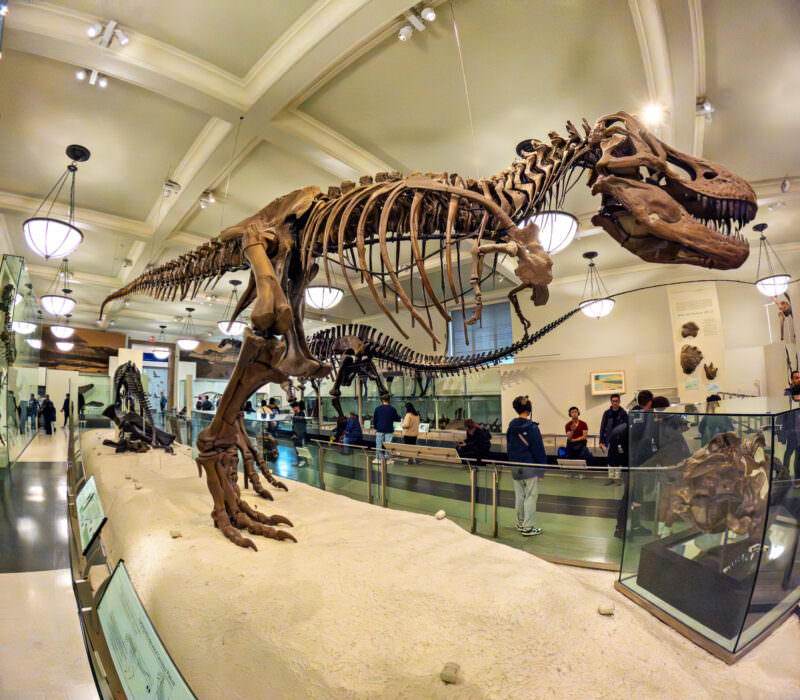 Tyrannosaurus rex skeleton mounted in a museum's dinosaur hall with visitors observing nearby