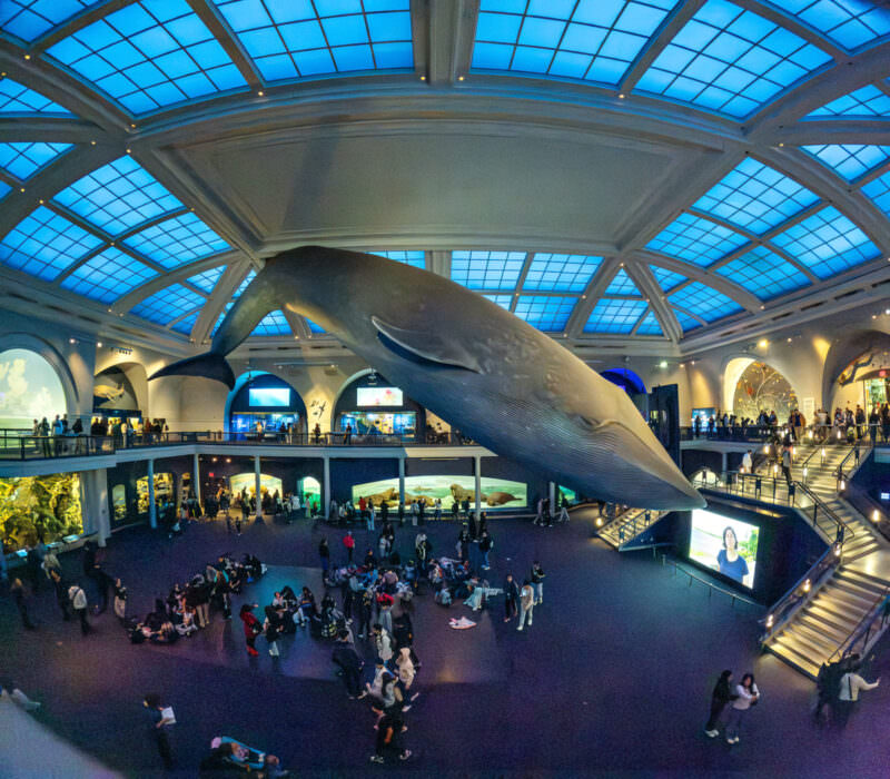 American Museum of Natural History's Milstein Hall with a suspended blue whale model above visitors