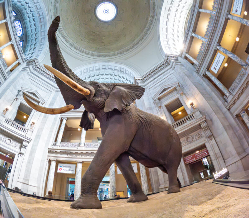 Taxidermy elephant with raised trunk standing in the domed rotunda of the National Museum of Natural History