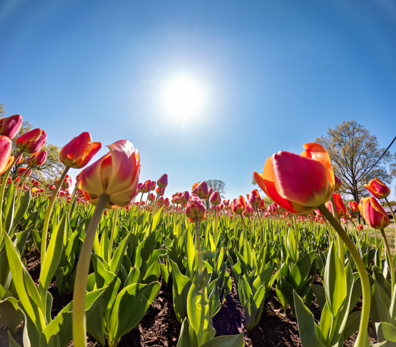Low-angle view across a field of pink and orange tulips under a bright sun