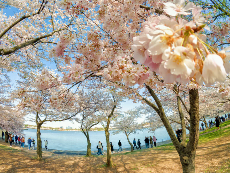 Cherry blossoms in bloom beside the Tidal Basin with strollers along the shoreline, GoPro HERO12 Black sample photo
