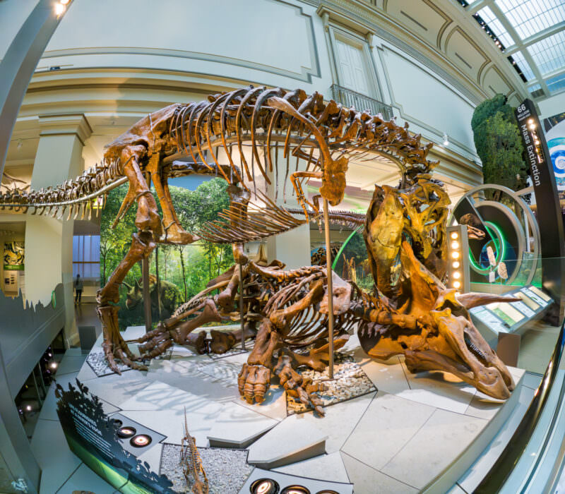 Fisheye view of mounted dinosaur skeletons on display in a museum hall