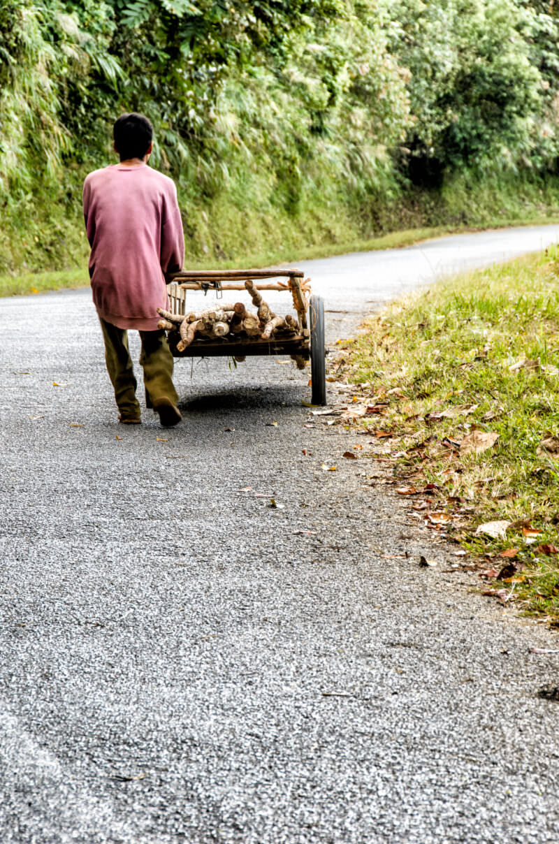 Man in pink shirt pushing a wooden handcart loaded with branches up a paved mountain road, lush vegetation on both sides