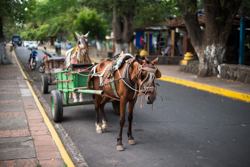 Brown horse hitched to a green wooden cart along the tree-lined Centro Turistico road