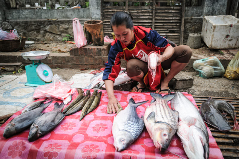 Vendor crouched over fresh snakehead, carp, and catfish on a pink floral mat at Luang Prabang's morning market