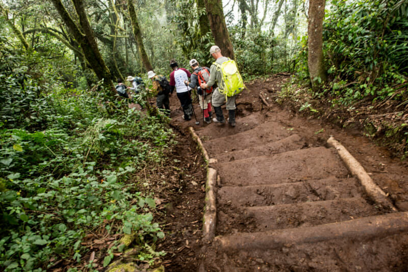 Hikers descend log-reinforced dirt steps through lush forest on Kilimanjaro's Mweka Route below Mweka Camp
