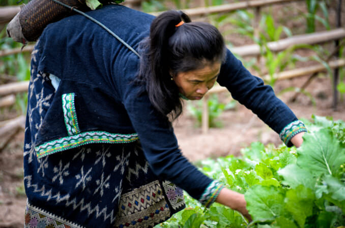 Female Farmer Traditional Clothing Woven Basket Leafy Greens Nong Khiaw Laos