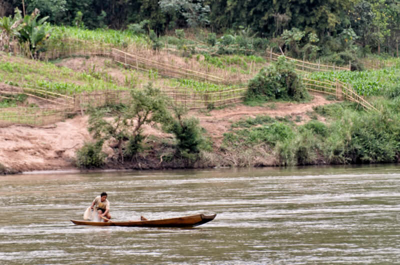 Fisherman casting a hand net from a wooden canoe on the Nam Ou, backed by bamboo-fenced hillside gardens