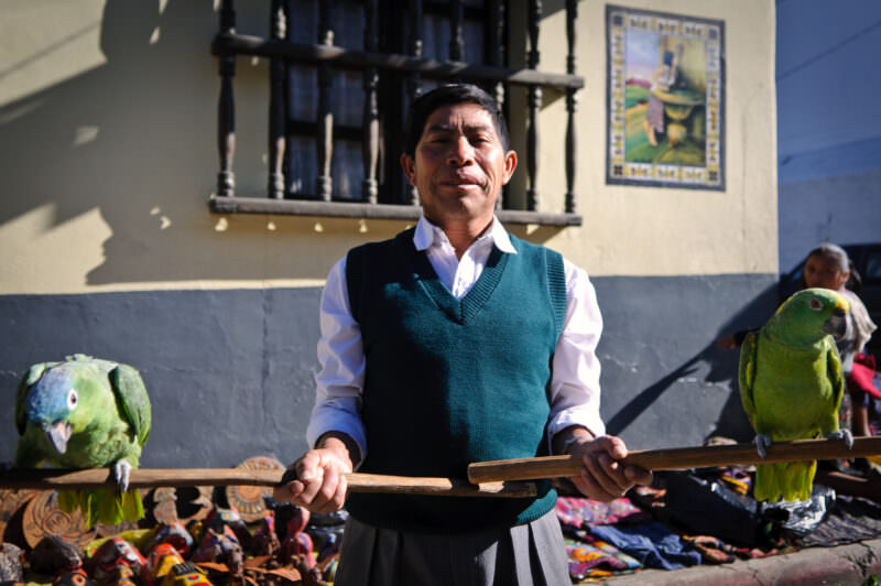 Man in teal sweater vest and white shirt standing with green parrots perched on wooden display bar