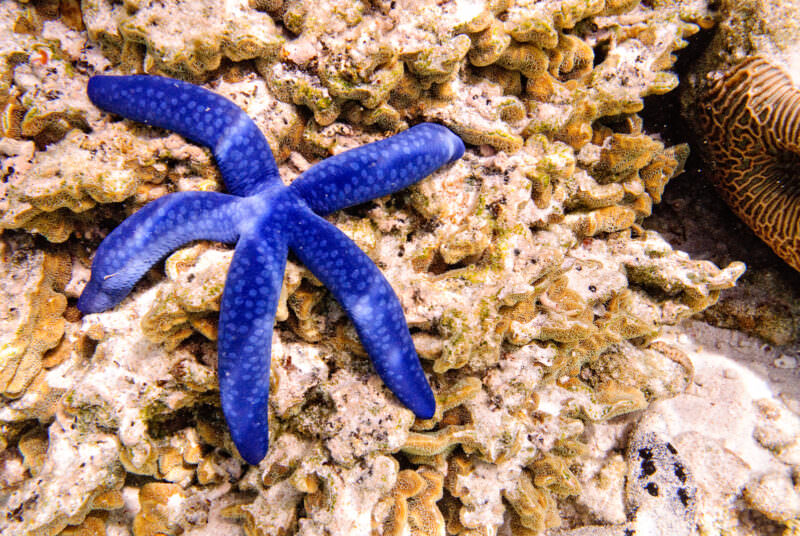 Blue sea star Linckia laevigata resting on shallow hard corals at Lady Elliot Island