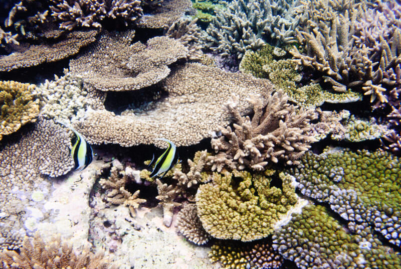 Moorish idols navigating table corals and hard coral formations at Lady Elliot Island