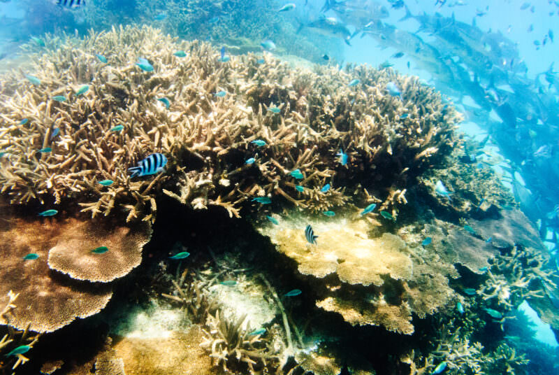 Striped damselfish and small reef fish navigating branching and plate corals at Lady Elliot Island