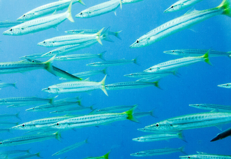 School of yellowtail barracuda swimming in synchronized formation off Lady Elliot Island