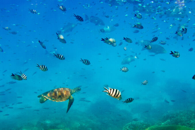 Great Barrier Reef Underwater Shot with Turtle and Fish