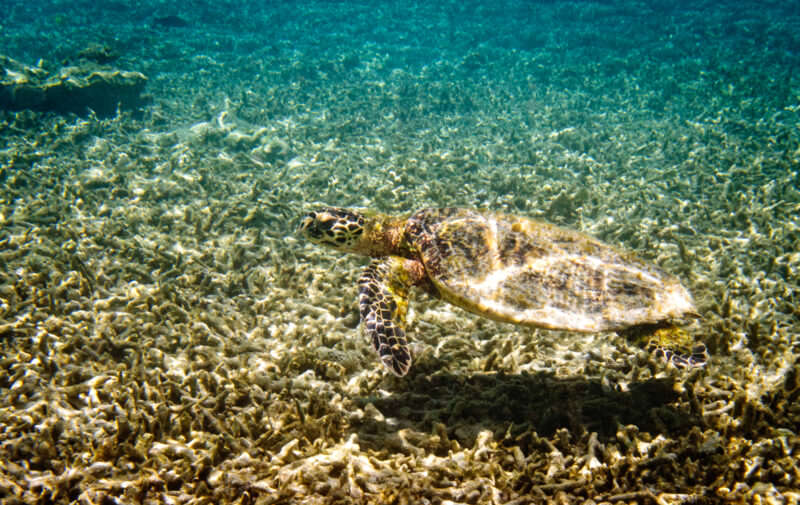 Green turtle swimming over dense branching coral field at Lady Elliot Island, Great Barrier Reef