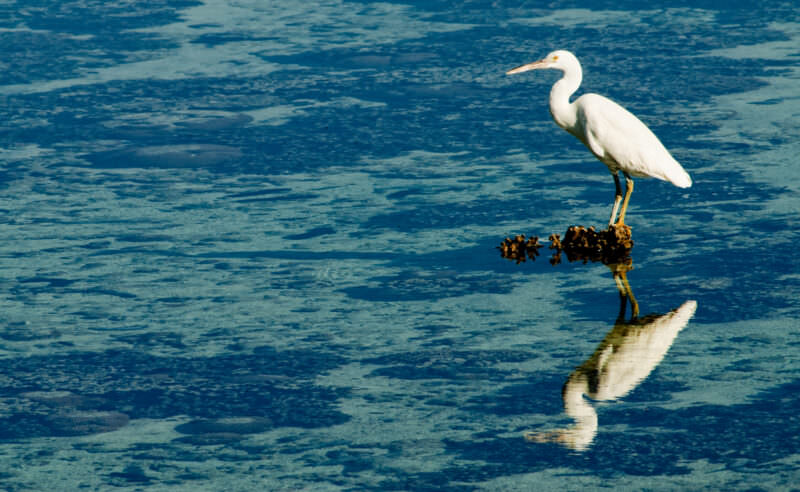 White morph Eastern Reef Egret perched on exposed coral in shallow lagoon at Lady Elliot Island
