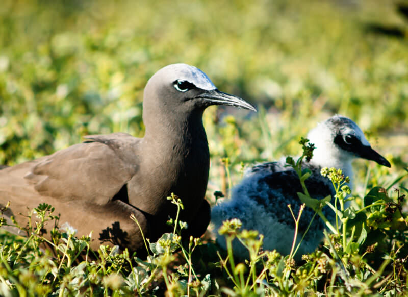 Adult White-capped Noddy and chick resting in low vegetation on Lady Elliot Island coral cay