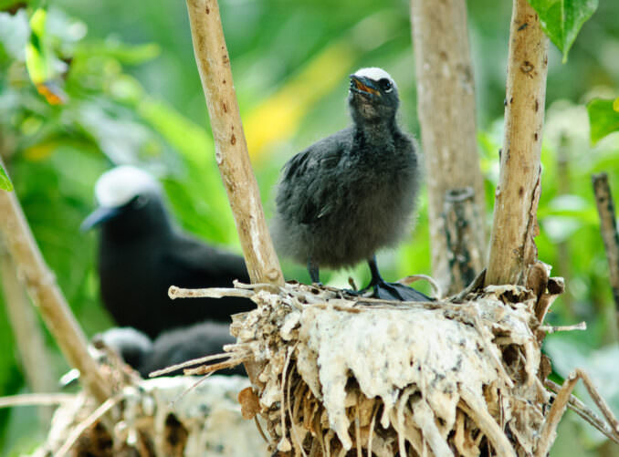 White Capped Noddies nesting