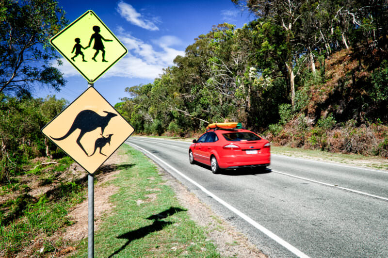 Modified kangaroo warning sign showing adult and joey silhouettes below pedestrian crossing marker, red car passing on bush-lined road
