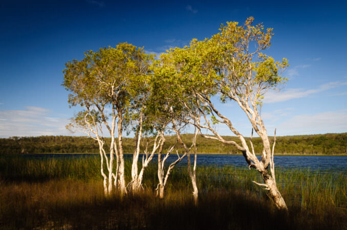 Brown Lake Freshwater Lake North Stradbroke Island Australia