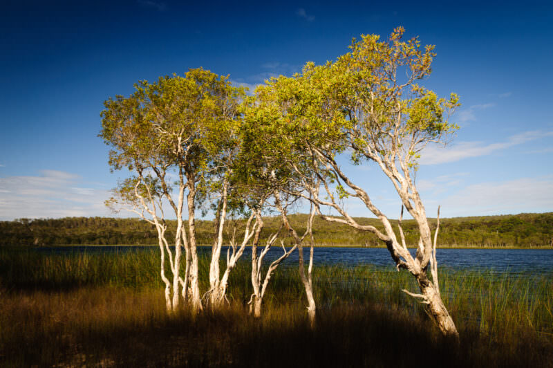 Brown Lake (Bummiera) with paperbark trees standing in tea-colored water along a reed-lined shore, forested dunes beyond