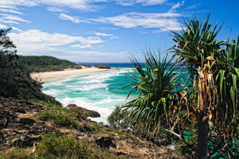 Point Lookout coastline with screw pines anchoring foreground headland, turquoise surf breaking along continuous sandy beach to the north