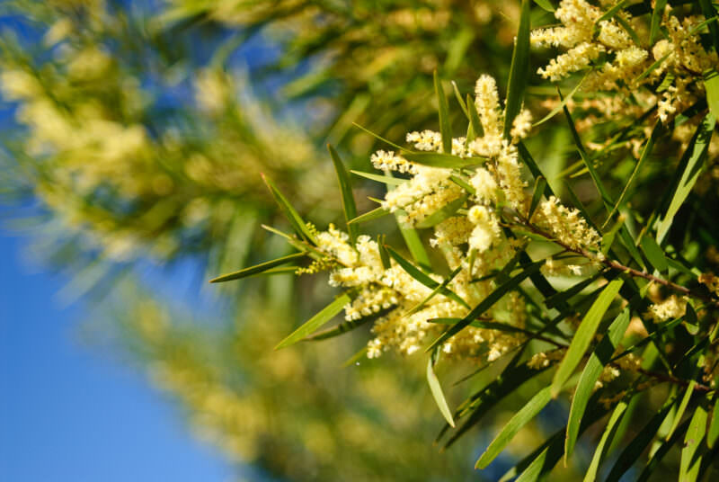 Cylindrical yellow flower spikes of Sydney Golden Wattle with narrow green phyllodes against blurred blue and green background