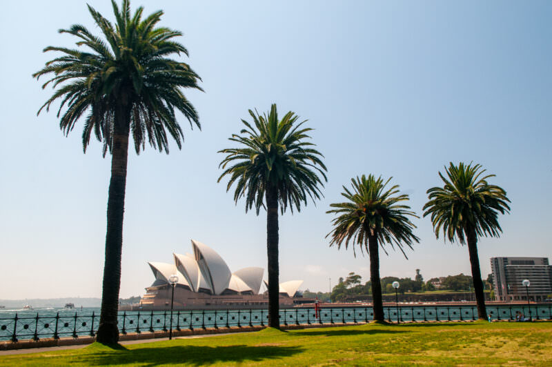 Palm trees at Dawes Point Park framing Sydney Opera House across the harbor