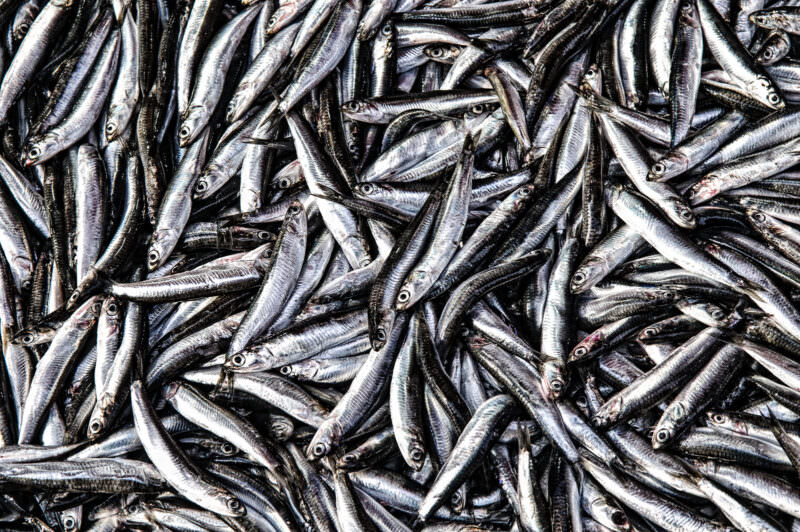Close-up of freshly caught silver hamsi anchovies piled at Karaköy Fish Market