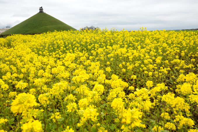Waterloo Battlefield Lion's Mound Wildflowers Waterloo Belgium