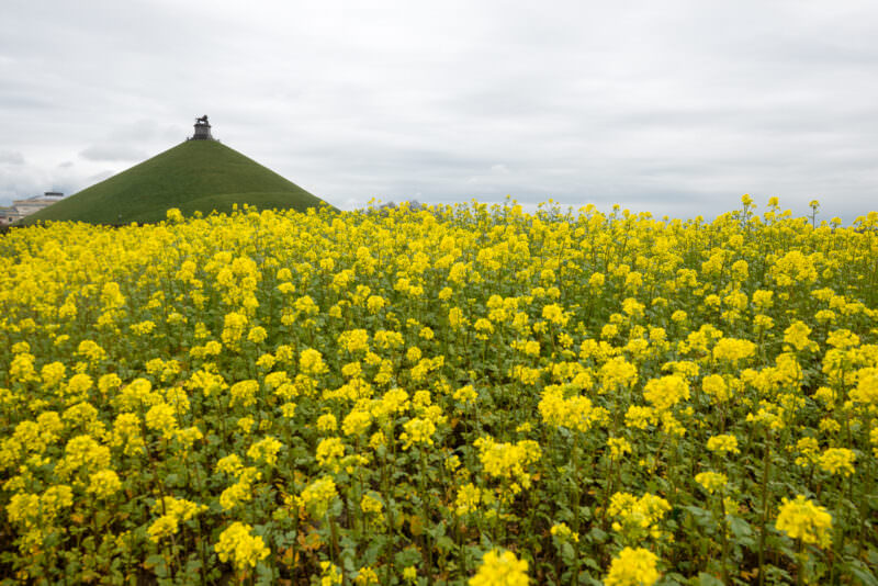 Lion's Mound rising behind a field of yellow rapeseed flowers under gray sky at Waterloo