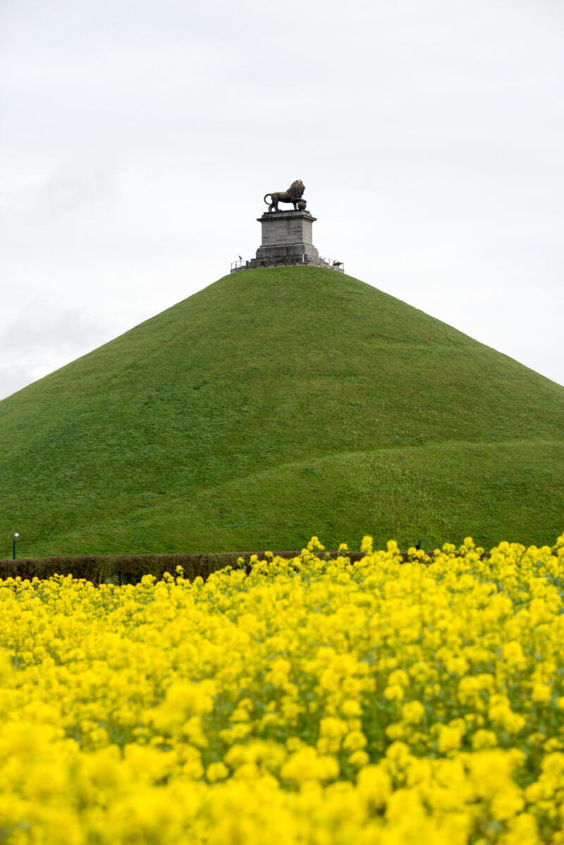Lion's Mound rising above a foreground field of yellow flowers, the lion silhouette visible at summit against gray sky