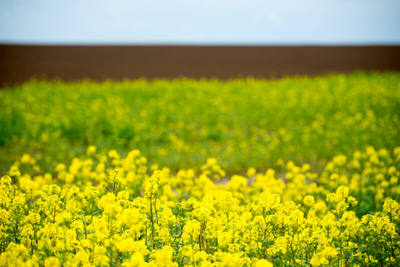 Shallow depth-of-field view of yellow rapeseed flowers with blurred green field receding to distant horizon