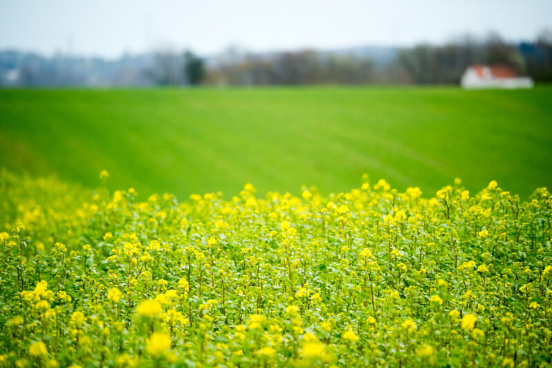 Yellow wildflowers in sharp focus with soft-focus green field and white farmhouse in the background at Waterloo