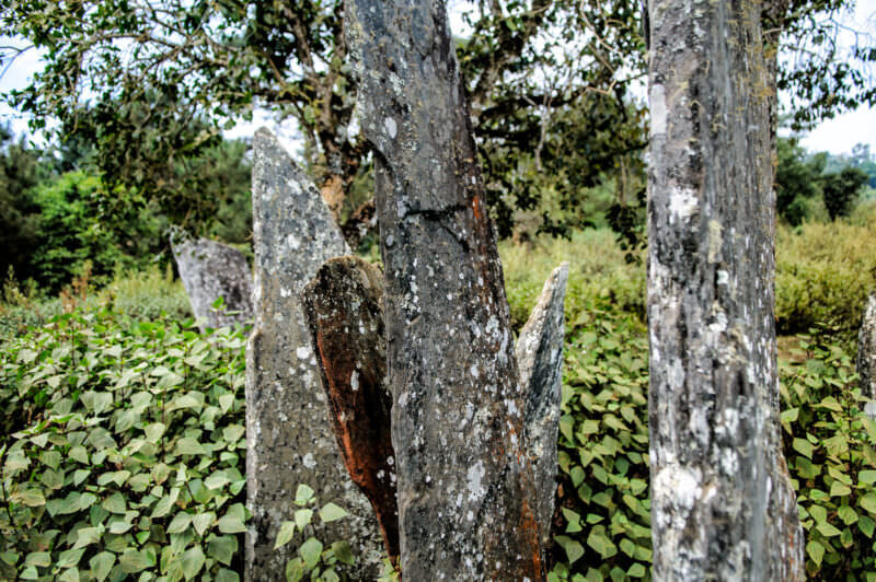 Thin, blade-like Hintang menhirs mottled with white and orange lichen, rising from undergrowth in a wooded clearing