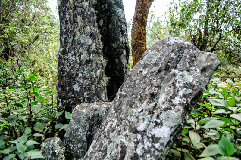 Close view of a Hintang menhir's weathered surface, thick lichen growth obscuring the rough mica schist beneath