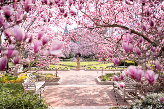 Saucer Magnolias Enid A Haupt Garden Smithsonian Castle Washington DC