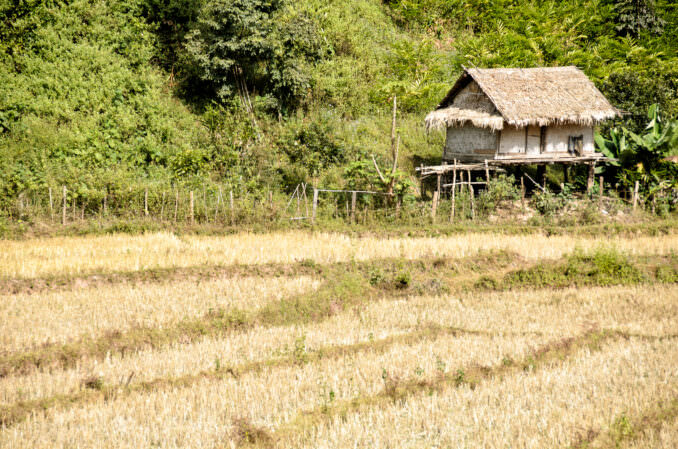 Stilted Bamboo Hut Thatch Roof Harvested Rice Paddy Luang Namtha Laos